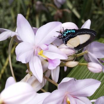 Hypolycaena danis