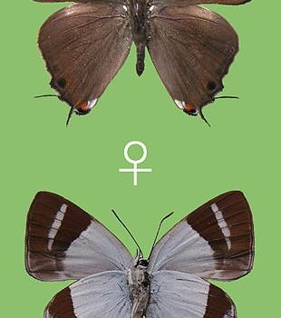 Rachana circumdata