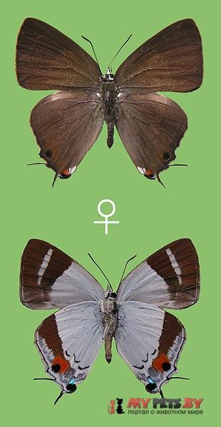 Rachana circumdata