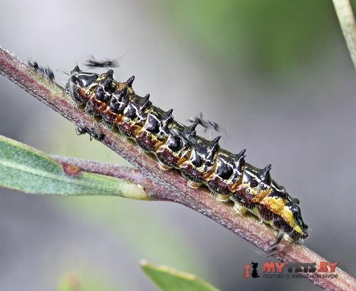 Jalmenus evagoras