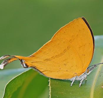 Loxura atymnus