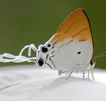 Suasa lisides