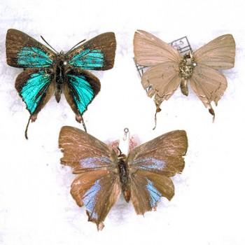Myrina subornata