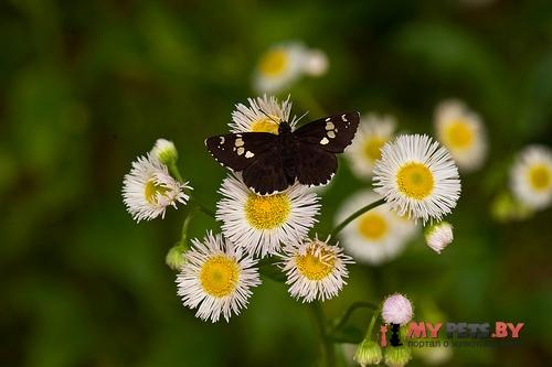 Thoressa varia