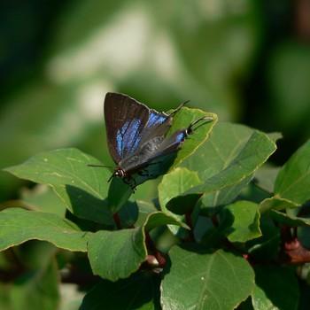 Myrina dermaptera