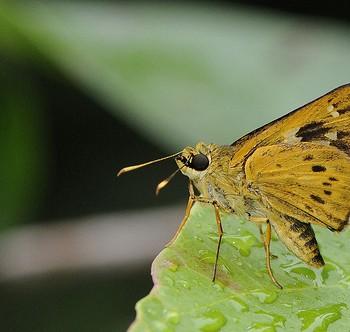 Thoressa monastyrskyi