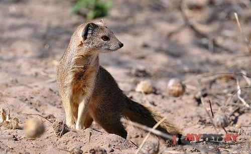 Paracynictis selousi
