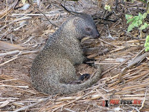 Egyptian Mongoose