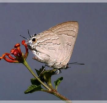 Deudorix isocrates