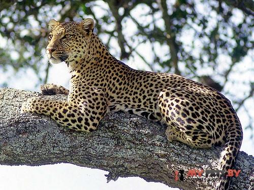 Leopard