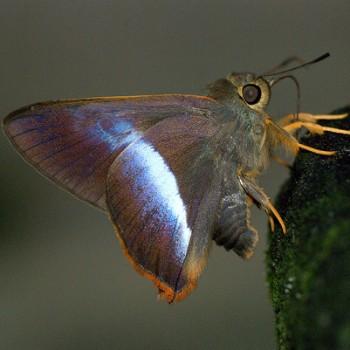 Bibasis sena
