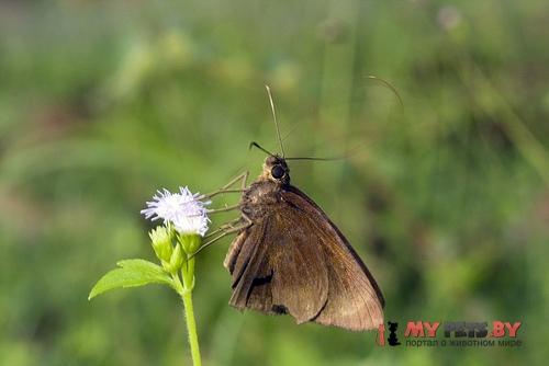 Stimula swinhoei