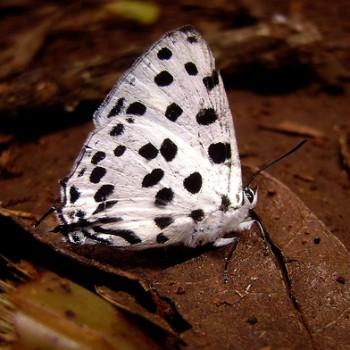 Tajuria maculata