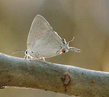 Iolaus scintillans