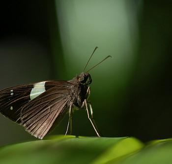 notocrypta waigensis