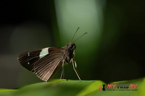 Notocrypta waigensis