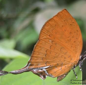 Yasoda tripunctata