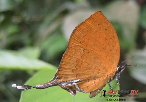 Yasoda tripunctata