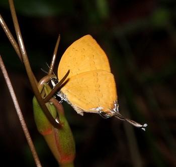 Yasoda pita