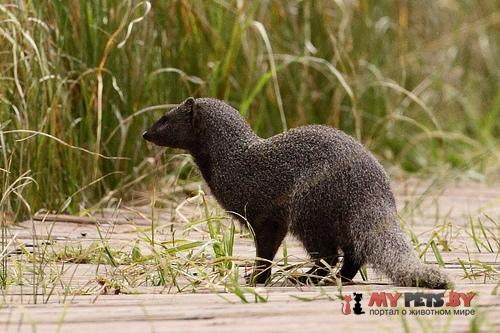 Atilax paludinosus (Мангуст водяной)