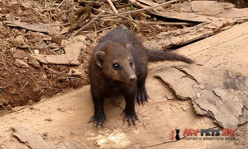 common kusimanse