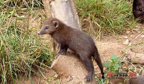 Crossarchus obscurus