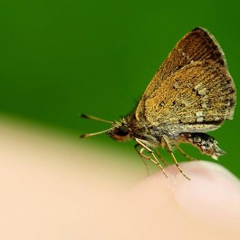 Aeromachus jhora