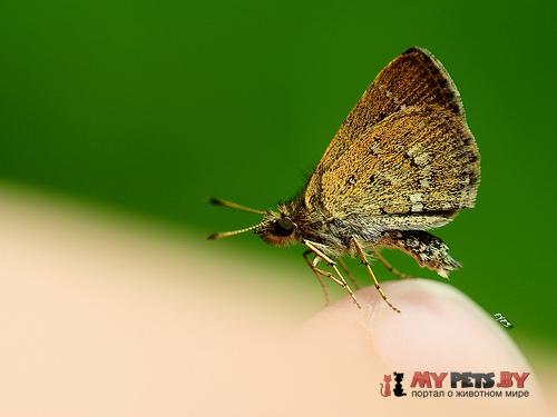Aeromachus jhora