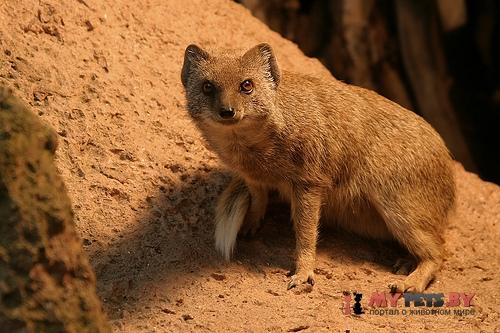 Yellow mongoose