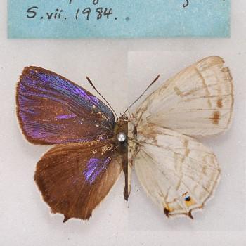 Favonius saphirinus