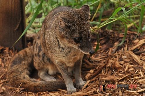 Fossa fossana