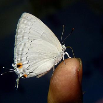 Tajuria jehana