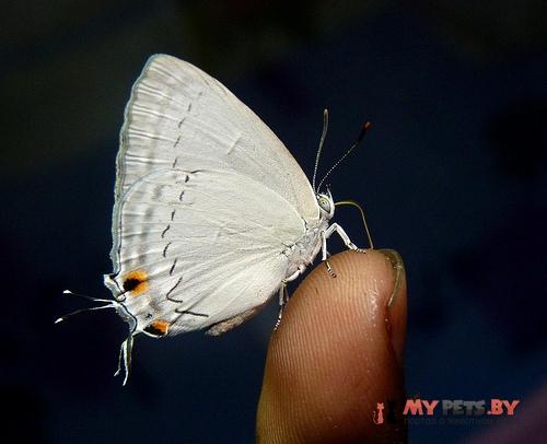 Tajuria jehana