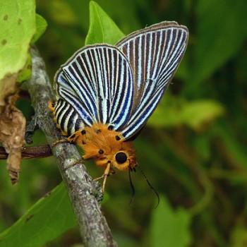 Bibasis amara