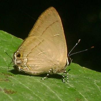 Rapala damona