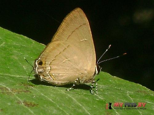 Rapala damona