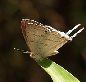 Leptomyrina hirundo