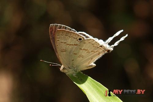 Leptomyrina hirundo