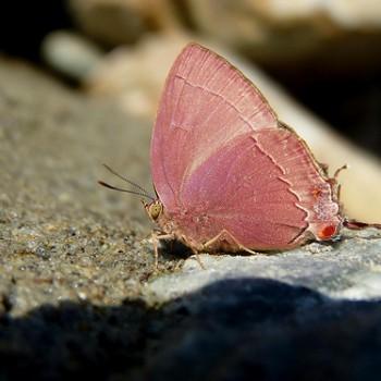 Tajuria melastigma