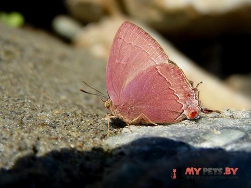 Tajuria melastigma