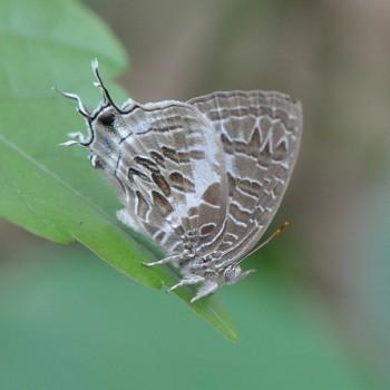 Dapidodigma demeter
