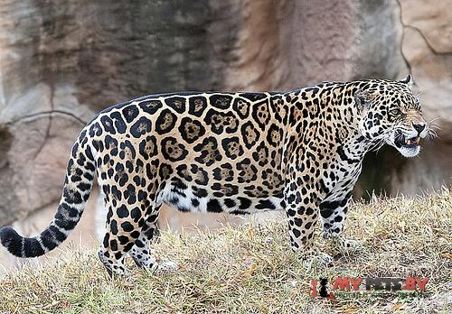 Panthera onca, Ягуар
