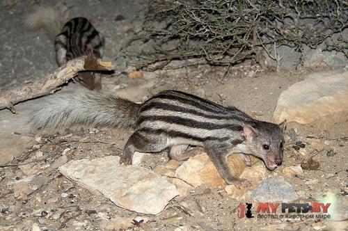 Galidictis grandidieri