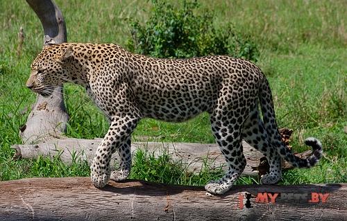 Panthera Pardus
