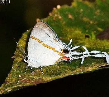 Hypolycaena dubia