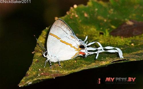Hypolycaena dubia