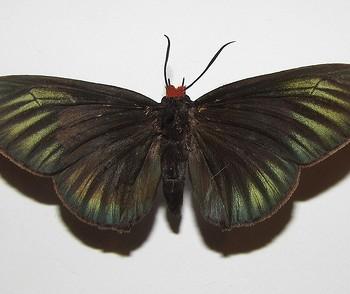 Pyrrhochalcia iphis