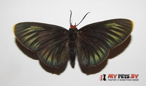 Pyrrhochalcia iphis