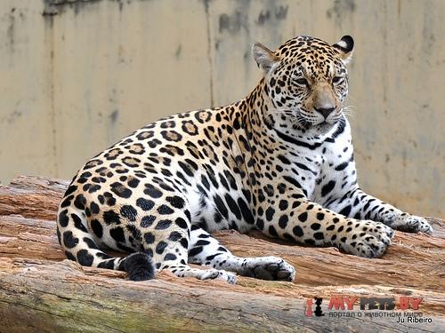 Jaguar
