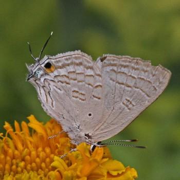 Deudorix antalus